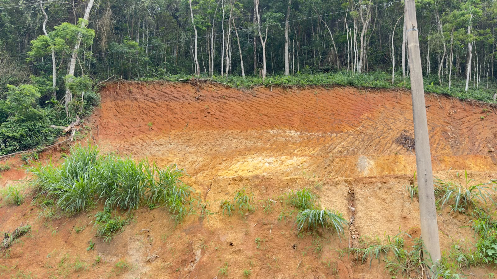 Polícia identifica corte de árvores em Rio Claro 